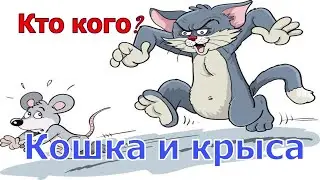 Кот и крыса. Кто кого?