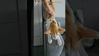 Заарбузила Руфуса 🍉😘 #shorts #cat #comedy #funny