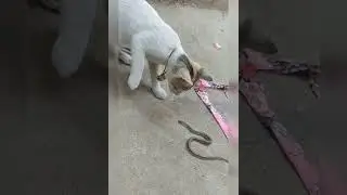 cat vs snake full war and End game #manvswild #snake #cat