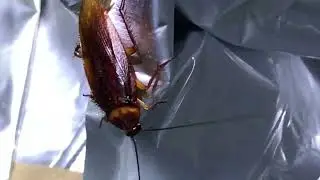 Man Vs LA's Biggest Cockroach: Humane Extraction Of A Pest In Galvy Trash Can Mylar Bag Food Preps
