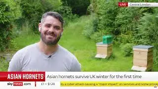 Sky new asian hornet