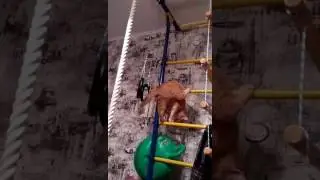 Ну и кот
