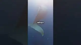 Narwhals  The Unicorns of the Sea