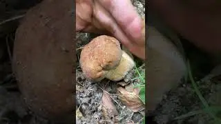 ЯК ШВИДКО РОСТЕ БІЛИЙ ГРИБ