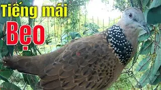 Tiếng CHim cu gáy mái gáy bẹo