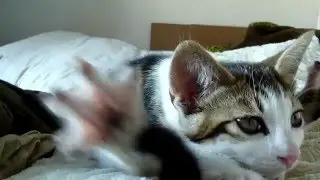Забавный котик!