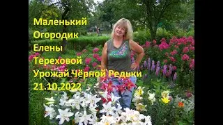 Elena Terekhova's Little Garden - Black Radish Harvest, October 21, 2022