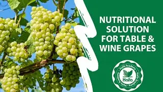 Nutritional solutionfor Table & Wine Grapes webinar | Haifa Group