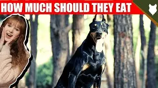 How Much Should I Feed My DOBERMAN