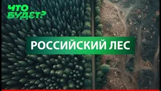 WHAT WILL HAPPEN TO RUSSIAN FORESTS? / Deforestation, fires, sanctions, and outdated laws 