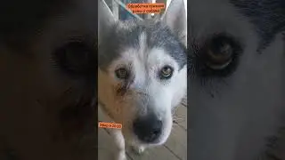 обработка раны, а потом в клинику наш тг:ЖизньС10хаски 