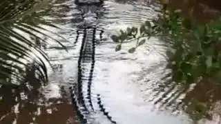 buaya besar