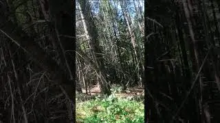Sneaky flank failed #airsoft