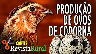 PRODUZA OVOS DE CODORNA - Cortes da Revista Rural