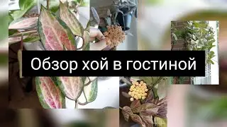 хойи в гостиной