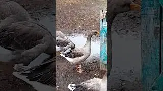 Гусь играет