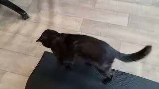 Маленький тиран не дает заниматься