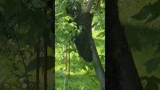 Шок контент, пчелы на участке 