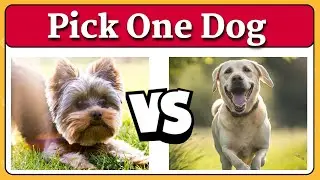 Pick One Dog | Which is Cuter?