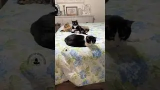 Zip-A-Dee-Doo-Dah #3southerncatsandmomma