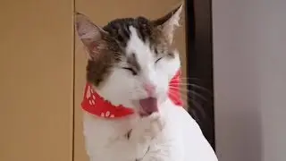 Cat being Cute and Cuddly