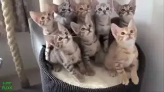 new compilation funny cat