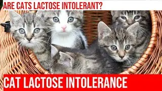 Are Cats Lactose Intolerant? Learn the Risks!