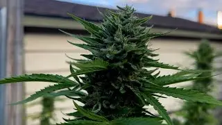 Fraction - 2023 Grow Season (Produced by Fraction)