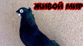Голуби разных мастей