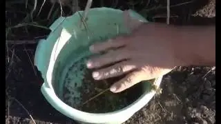How to collect onion seeds. Collecting nigella