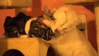 Cats on catnip playing on cat play stations 吃貓草 high 到掉下來!
