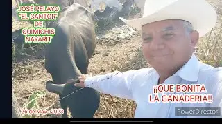 QUE BONITA LA GANADERIA Y EL CAMPO DONDE LAS VACAS SON LA ALEGRIA DE LOS GANADEROS