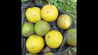 EBIMU KUKIJULO KYABALONGO