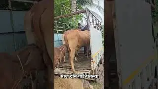 आज दोन गाई घेतल्या Purchased two new cows today #dairyfarm #Sahiwal #desicow
