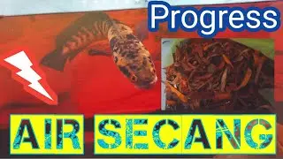Treatment Air Secang Untuk Channa Maru