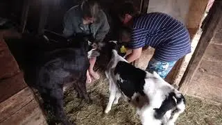 что стало с телятами после того как послушали местного ветеринара