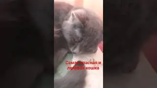 кошка ася