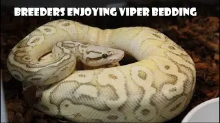 Ball Python Breeders Enjoying Viper Bedding