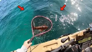 Kayak Squid Fishing In Glass Off Conditions!!