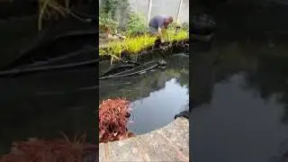 SHORTS Pond drain and clean #fish #pondfish #koi #gardenpond #fishing #pondlife #outdoorpond