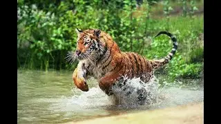 The Tiger Hunts It's Prey