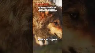 Как животные предчувствовали начало войны. К 83-ей годовщине начала Великой Отечественной