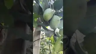 Mango, Seasonal fruit 