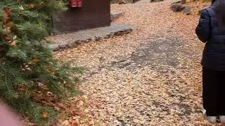 Swinging Bridge picnic area Oct. 29, 2018