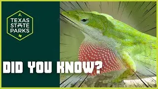 Into the Wild with Ranger Eric: Green Anoles and Exploring Nature's Wonders