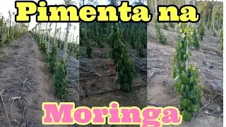 Pimenta plantada na Moringa