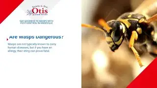 Say Goodbye to Wasps with Pest Control in Knoxville
