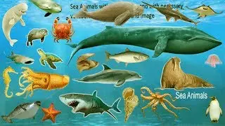Sea Animals Name with Meaning & Pictures | Sea Animals Vocabulary