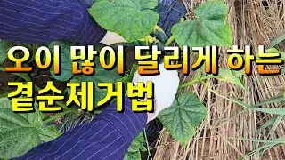 (노각)오이순치는방법▶️많은 양의 오이수확을 위한 오이곁순제거법 ▶️오이첫웃거름주는시기▶️오이순치는시기