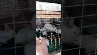 Крольчата выросли.